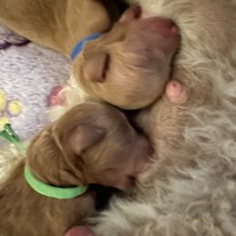 Goldendoodle Puppies from Miss Cindy’s Doodles