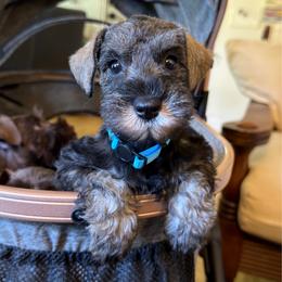 Roxy Classic AKC - Salt and pepper female Miniature Schnauzer puppy in Temple, Texas from Schnauzers Of Taylor
