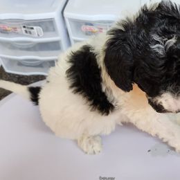 Goldendoodle and Poodle Puppies from Elizabeth Rocha's Doodles