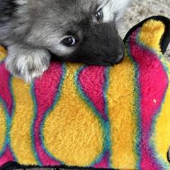 Keeshond Puppies from Hocking Hills Keeshonds