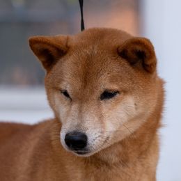 Gypsey - Shiba Inu