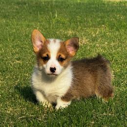 Red male - Red male Pembroke Welsh Corgi puppy in Stephenville, Texas from Rising JM Pembrokes