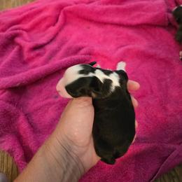 Little girl - Black & white female Toy Australian Shepherd puppy in Forney, Texas from Texas Talent Toy Aussie's and Labs