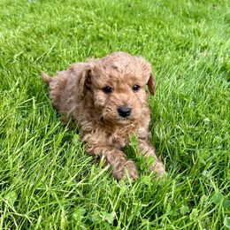 Cavachon and Cavapoochon Puppies from Forever Puppies 4U