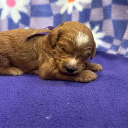 Purple collar - Apricot male Goldendoodle puppy in Denison, Iowa from Violet View Iowa Goldendoodles