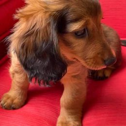 Dachshund Puppies from A-Z Dachshunds