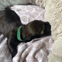Rune - Black and cream male Dachshund puppy in Proctor, Montana from Blue Star Dachshunds