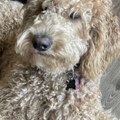 Double Doodles from Wicker Doodles