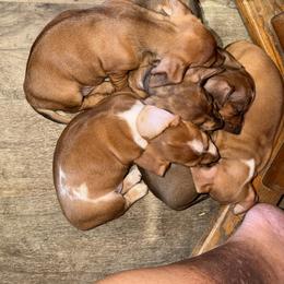 Dachshund Puppies from Witchy Woman’s Wiener’s