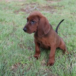 Boy 3 - Red male Redbone Coonhound puppy in Lebanon, Tennessee from Cedar Forest Redbones