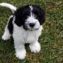 Schapendoes Puppies from Dream Star Schapendoes