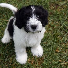 Schapendoes Puppies from Dream Star Schapendoes