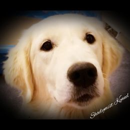 Tilly  - Golden Retriever
