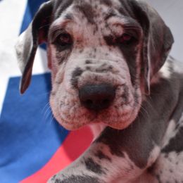 Pink Collar Blue Merle Female - Merlequin female Great Dane puppy in Alvarado, Texas from Texas Blue Danes