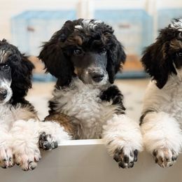 Poodles from Cedar Ridge Standard Poodles