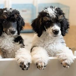 Poodles from Cedar Ridge Standard Poodles