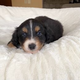 Girl 2 - Australian Shepherd puppy in Stanwood, Michigan from Double T Aussies