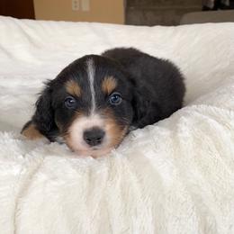 Girl 2 - Australian Shepherd puppy in Stanwood, Michigan from Double T Aussies