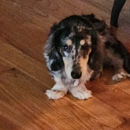 Ace - Dachshund