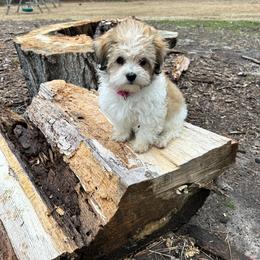 Ivy - Havanese