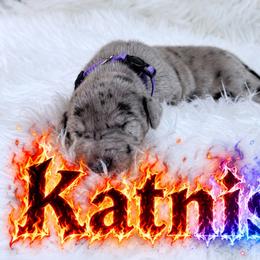 Katniss - Merle female Great Dane puppy in Montgomery, Texas from KD Sweet Southern Danes