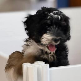 Miss Red - Tri-color female Bernedoodle puppy in Toledo, Ohio from Avery Doodle Day LLC