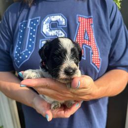 Ella Rose - Lime Green Girl - Parti female Miniature Schnauzer puppy in Oneonta, Alabama from Murphree Valley Kennels
