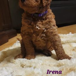 Goldendoodle Puppies from Kimber's Doodles