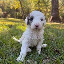 Yellow - Merle female Sheepadoodle puppy in Fayette, Alabama from Luxapallila Sheepadoodles