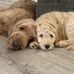 Cockapoo and Goldendoodle Puppies from Capital Doodles