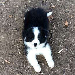Border Collies from Aumakua Border Collies