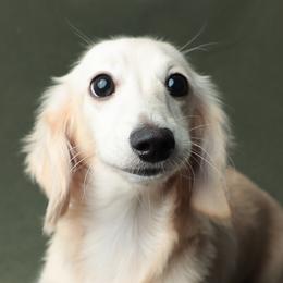 Simon - Dachshund