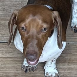 Dachshunds and English Toy Spaniels from Draggonfly Manor