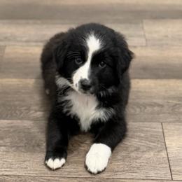Purple collar - Black tri female Miniature Australian Shepherd puppy in 32046, Florida from River Hill Ranch