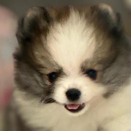Athena - Black parti female Pomeranian puppy in Palatka, Florida from Sugarland Pomeranians