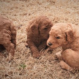 Goldendoodle Puppies from Janna Butler's Goldendoodles