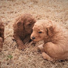 Goldendoodle Puppies from Janna Butler's Goldendoodles