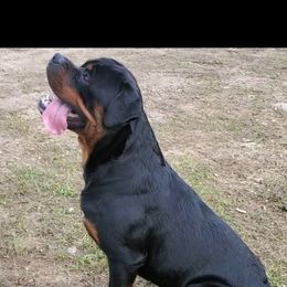 Rottweiler Puppies from Iron Clad Rottweiler