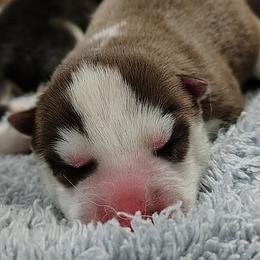 2 Loretta Lynn - Red and white female Siberian Husky puppy in Heppner, Oregon from Yuki Ookami Show Kennel