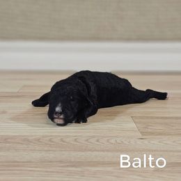 Balto - Black male Goldendoodle puppy in Guthrie, Oklahoma from Edmond Doodles, LLC