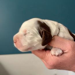 Fiasco - Liver white and roan male English Springer Spaniel puppy in Tupalo, Mississippi from Butterfield Trail Farm