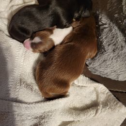 Dachshund Puppies from Harlee's Dachshunds