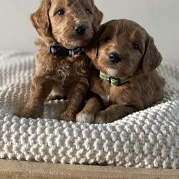 Bernedoodle, Goldendoodle, and Poodle Puppies from Central Valley Canine Companions