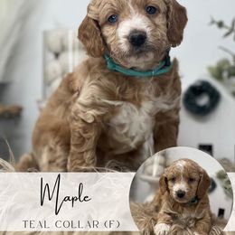 Spot 6 - MAPLE - Red  female Goldendoodle puppy in Watertown, New York from True Friend Doodles