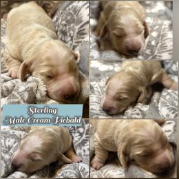 Sterling - Cream male Dachshund puppy in Meadville, Pennsylvania from Four Seasons Dachshunds
