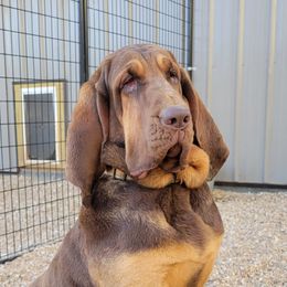 Honey Bee - Bloodhound