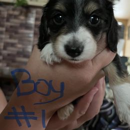 Boy 1 - Piebald male Dachshund puppy in Townsend, Montana from Rocky Mountain Wieners