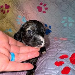 AKC Sterling - Piebald female Dachshund puppy in Knoxville, Tennessee from Thea's Puppies