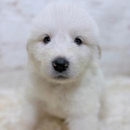 Doug - Red Collar - White male Great Pyrenees puppy in San Marcos, California from Faith Family Freedom Farm