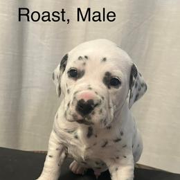 Black White Male - White and black male Dalmatian puppy in Fayette, Missouri from Lazy B Bassets and Dalmatians